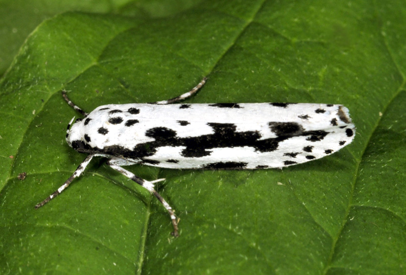 Elachistidae - Ethmia pusiella